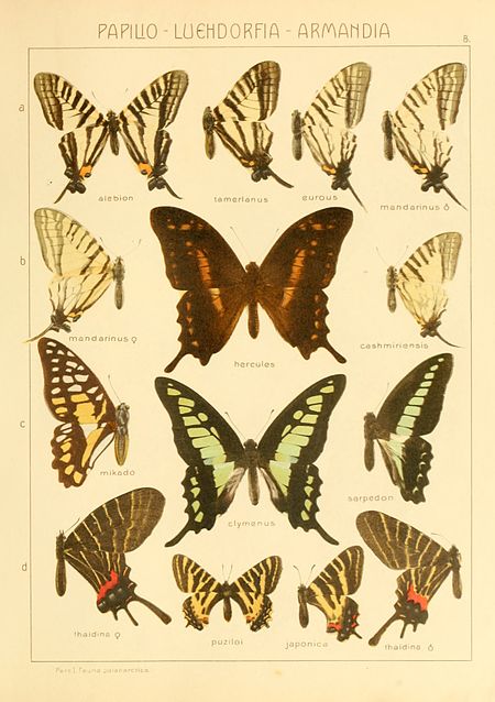 Tập_tin:Macrolepidoptera01seitz_0023.jpg