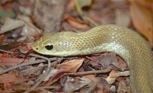 Madagascan Altın Hognose Yılanı (Leioheterodon modestus) (9573164604) .jpg