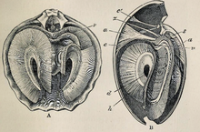 Cross-section views of Magellania flavescens, a modern terebratulide Magellania flavescens 002.png