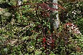 Cougar Mountain Regional Wildland Park