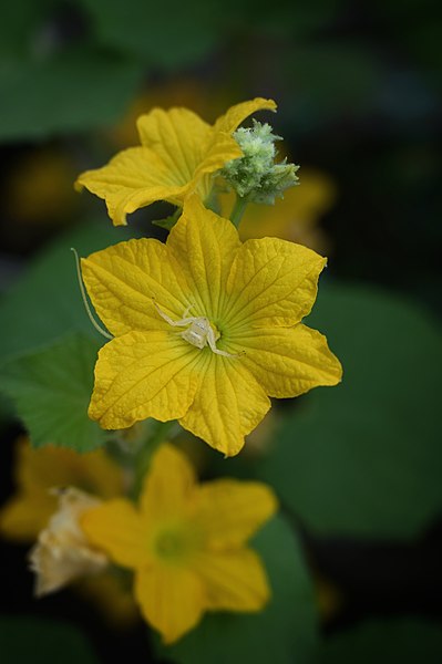 File:Male Flowers of Cucumis melo.jpg