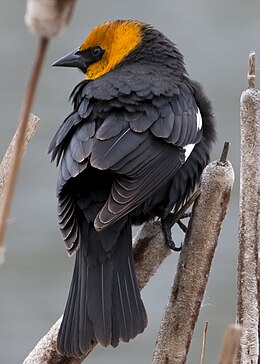 Male Yellow-headed Blackbird.jpg