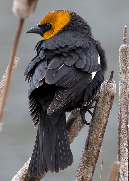 Male Yellow-headed Blackbird