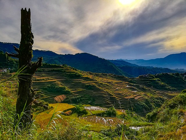 Image: Maligcong Rice Terraces 2   Bontoc, Mountain Province