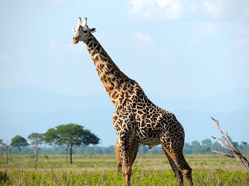 File:Mannetjes masaigiraffe in de Serengeti, Tanzania, -12 januari 2013 a.jpg