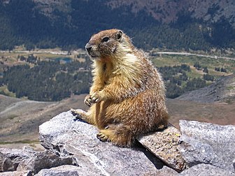 Marmota (Marmota flaviventris) no cume do Monte Dana, Parque Nacional de Yosemite, Califórnia, Estados Unidos. (definição 2 272 × 1 704)