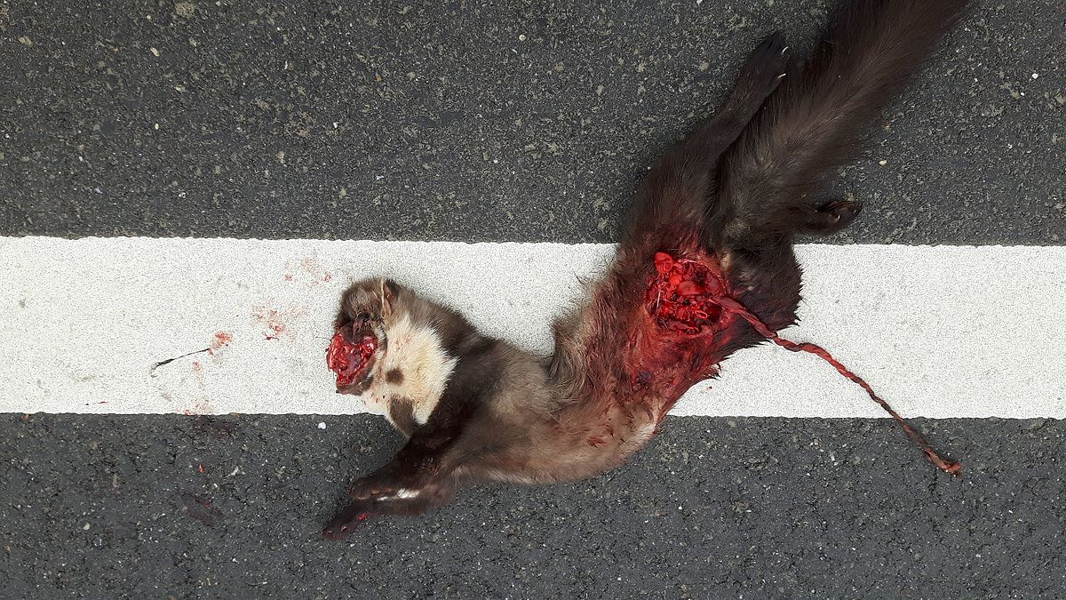 RoadKill