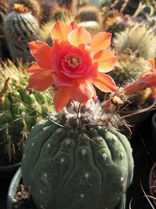 <i>Matucana aurantiaca</i> Species of plant