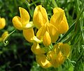 Meadow vetchling close-up