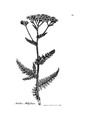 Plate 64 Achillea millefolium