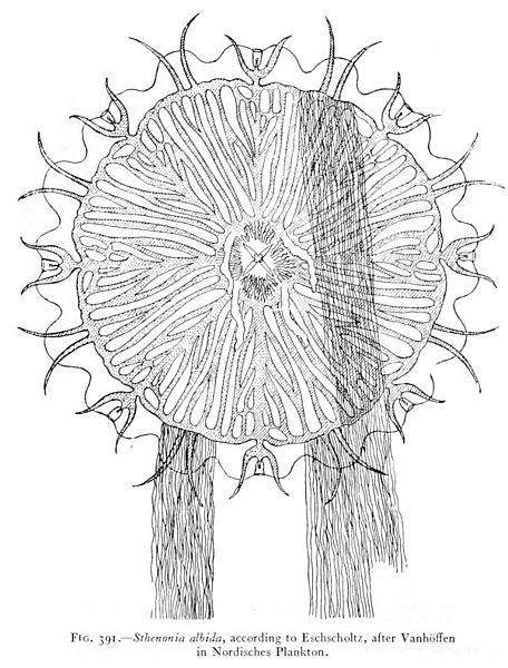 Fichier:Medusae of world-vol03 fig391 Sthenonia albida.jpg