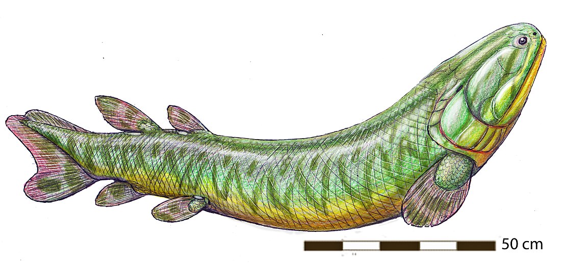 Megalichthys