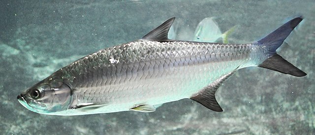 The team is named for the Atlantic tarpon (Megalops atlanticus)