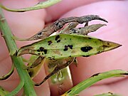 Telia op Linum monogynum var. chathamicum