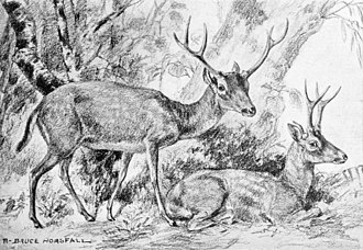 Restoration of Ramoceros and Cosoryx Merycodus osborni.jpg