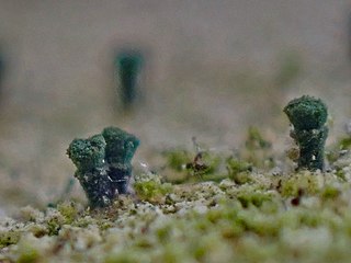 <i>Microcalicium</i> Family of fungi