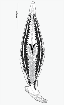 Микрокотильді виза (Monogenea, Microcotylidae) .png