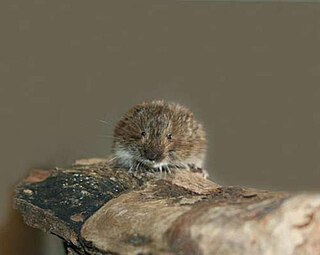 <span class="mw-page-title-main">Tatra pine vole</span> Species of rodent
