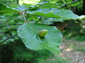 Miniatuurafbeelding voor de versie van 30 dec 2006 12:06