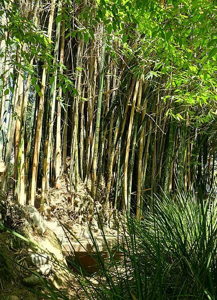 File:Mildred E. Mathias Botanical Garden - University of California, Los Angeles - DSC02801.jpg