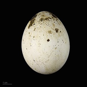 Milvus milvus MHNT.ZOO.2010.11.80.15.jpg