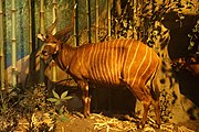 Salt Lick in the Bamboo Forest, bongo