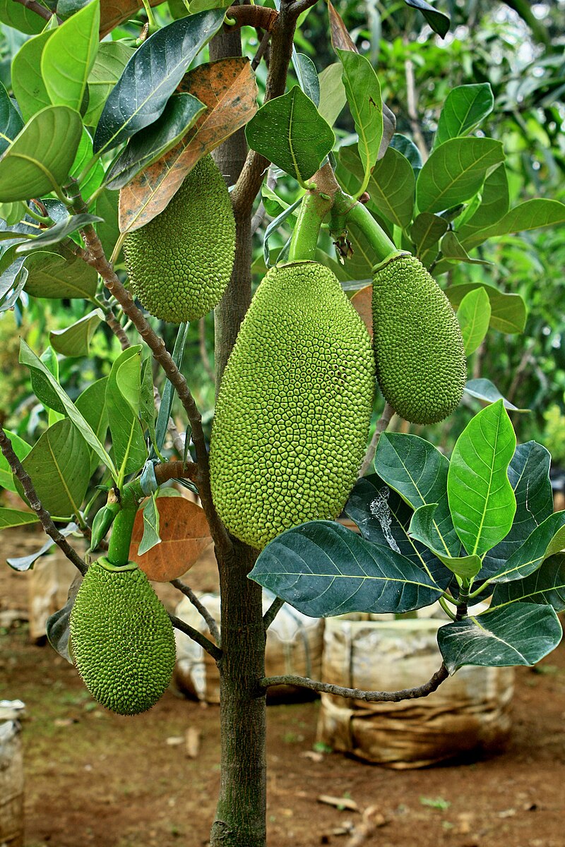 File:Poki poki from jackfruit.jpg - Wikimedia Commons