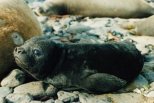 Southern Elephant seal (pup)