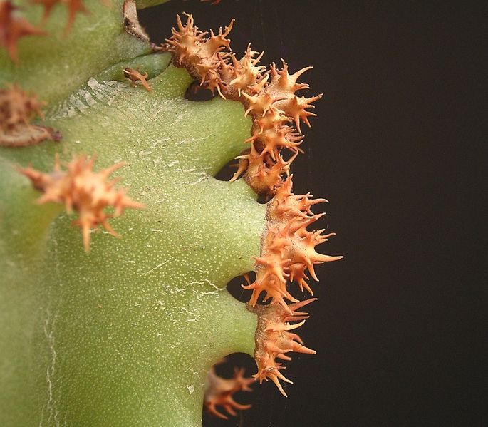 File:Monadenium spectabile ies.jpg