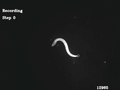 File:Monoaminergic-Orchestration-of-Motor-Programs-in-a-Complex-C.-elegans-Behavior-pbio.1001529.s009.ogv