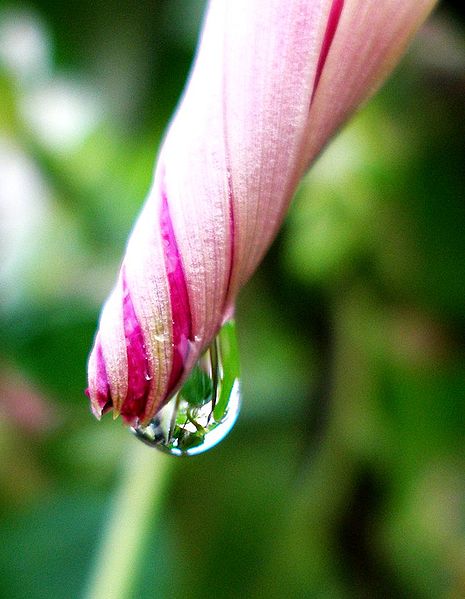 File:Morning Glory Photo.jpg