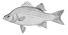 Morone chrysops.jpg