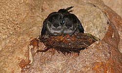 Mossy-nest Swiftlets (Aerodramus salangana natunae) on nest (15593076875) (cropped).jpg
