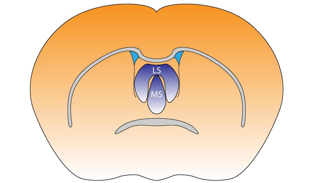 Septal area