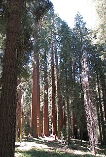 Muir Grove Giant sequoia grove located in Sequoia National Park, California