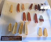 Sorte kukuruza izložene u Poljoprivrednom muzeju u Kulpinu