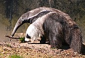 Picture of a giant anteater