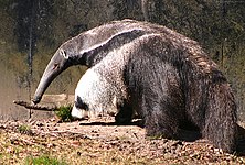 Giant anteater (Myrmecophaga tridactyla)