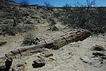 Vignette pour Forêt pétrifiée du Damaraland