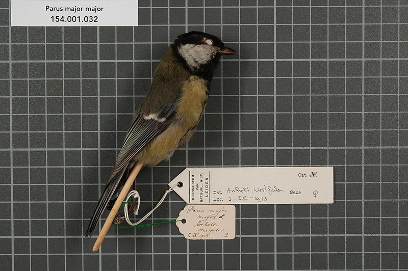 File:Naturalis Biodiversity Center - RMNH.AVES.132445 1 - Parus major major Linnaeus, 1758 - Paridae - bird skin specimen.jpeg