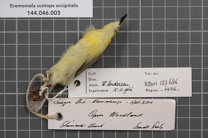 File:Naturalis Biodiversity Center - RMNH.AVES.137686 2 - Eremomela scotops occipitalis (Fischer and Reichenow, 1884) - Sylviidae - bird skin specimen.jpeg