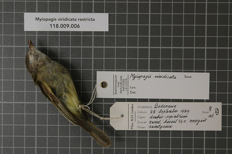 File:Naturalis Biodiversity Center - RMNH.AVES.97027 1 - Myiopagis viridicata restricta Todd, 1952 - Tyrannidae - bird skin specimen.jpeg