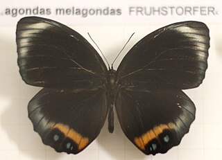 <i>Elymnias agondas</i> Species of butterfly