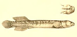 Neochanna apoda