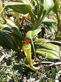 Description de l'image Nepenthes madagascariensis.jpg.