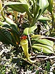 Nepenthes madagascariensis.jpg