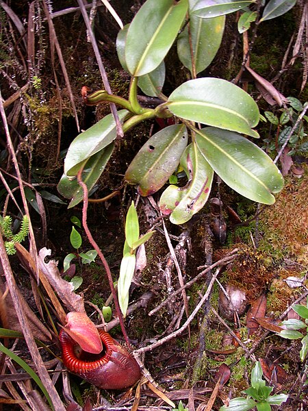 File:Nepenthes villosa red pitcher.jpg