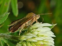 Lateral view Noctuidae - Phytometra viridaria.JPG