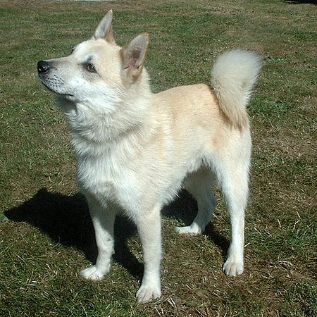 Norwegian Buhund 600.jpg