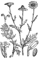 Anthemis cotula Smrdelika plate 261 in: Martin Cilenšek: Naše škodljive rastline Celovec (1892)
